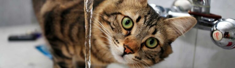 mon chat est-il dépressif ?