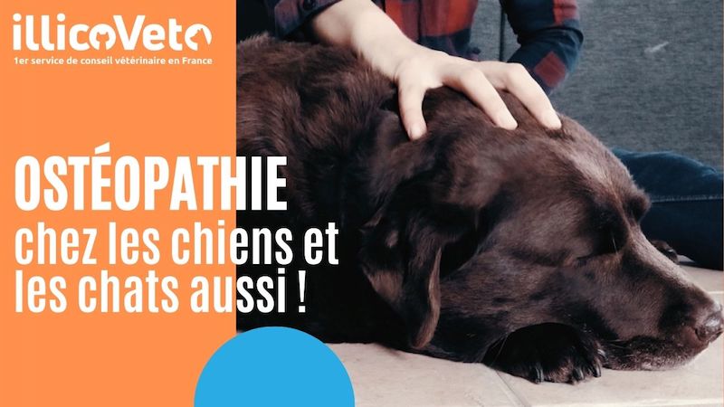 Ostéopathie chez les chiens et les chats aussi !