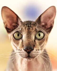 Peterbald aux poils courts tigrés et aux yeux verts