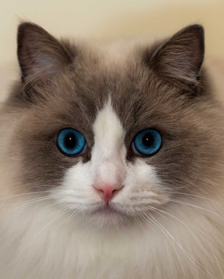 Ragdoll colourpoint aux yeux bleus en intérieur