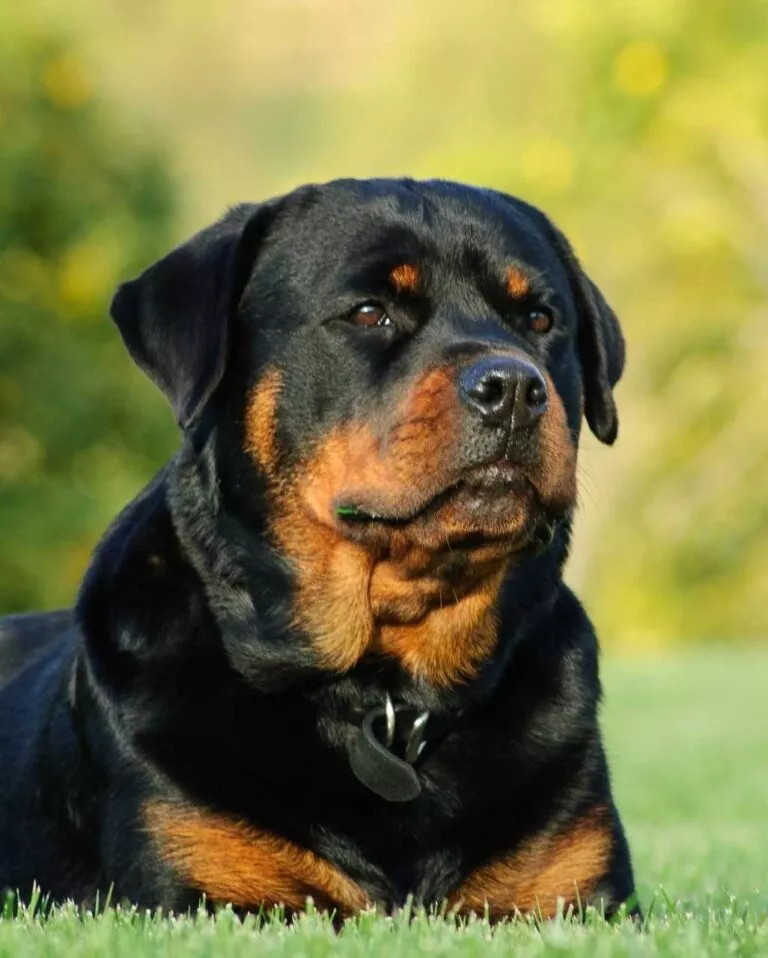 Rottweiler noir avec des marques feu brun-roux en extérieur