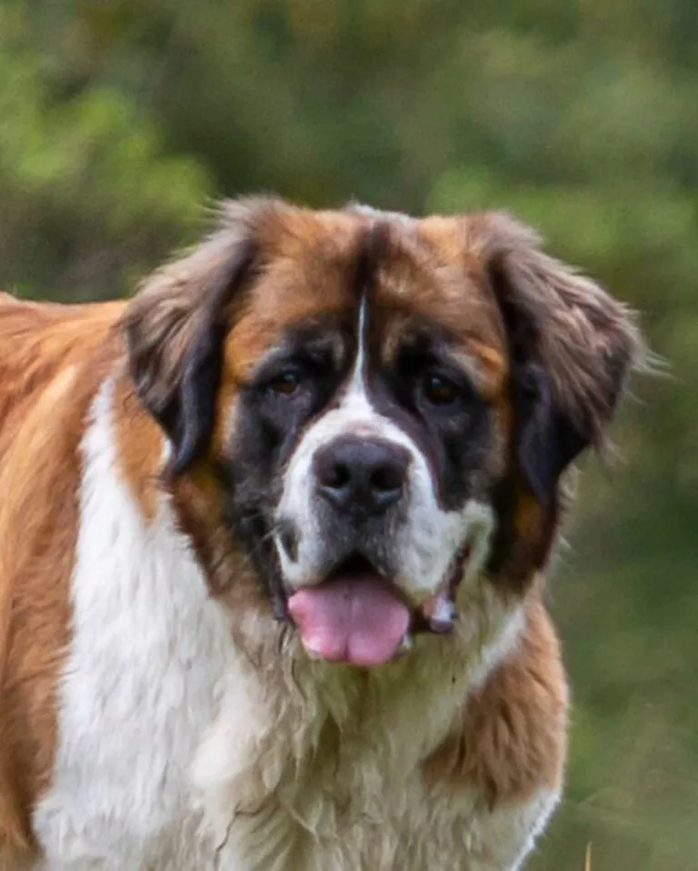 Saint-Bernard blanc et fauve en extérieur