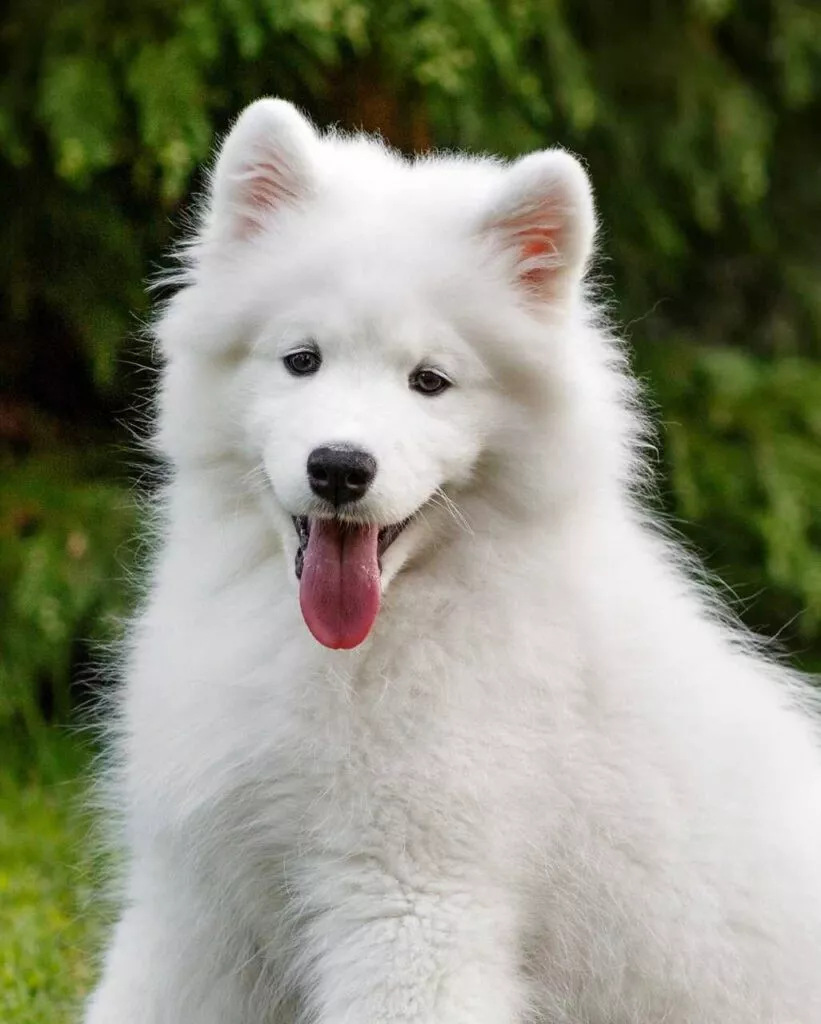 Chien samoyed deals