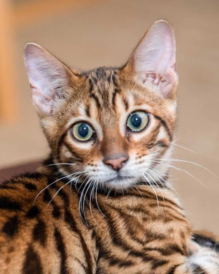 Toyger tigré aux yeux verts