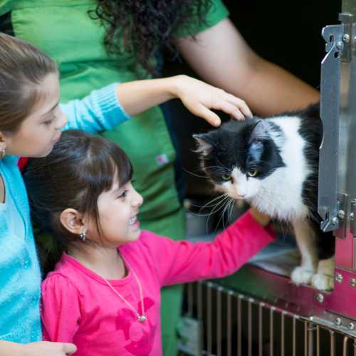 adoption chaton : un engagement