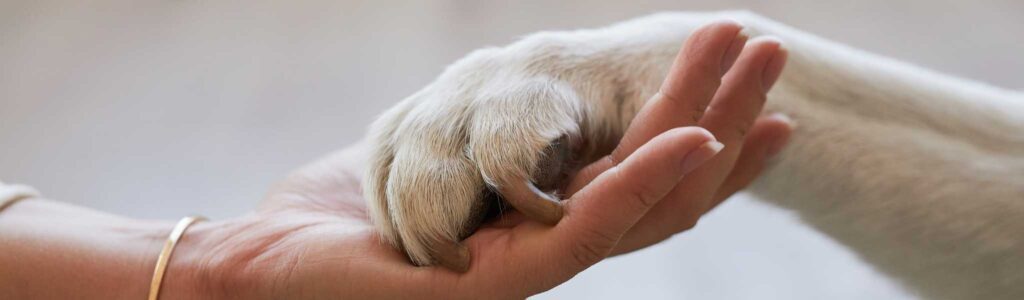 âge chien en humain