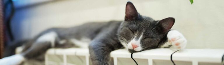 âge des premières chaleurs chez la chatte