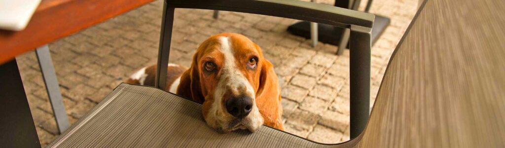 alimentation basset hound