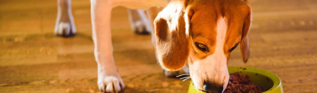 alimentation beagle
