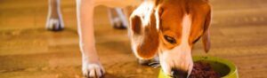alimentation beagle