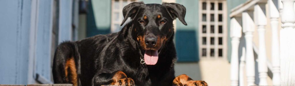 alimentation beauceron