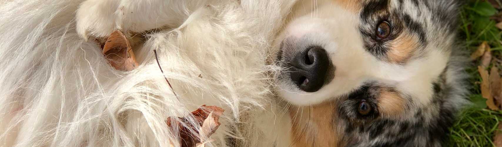 Alimentation du Berger Australien : Conseils du vétérinaire pour bien nourrir votre animal de compagnie !