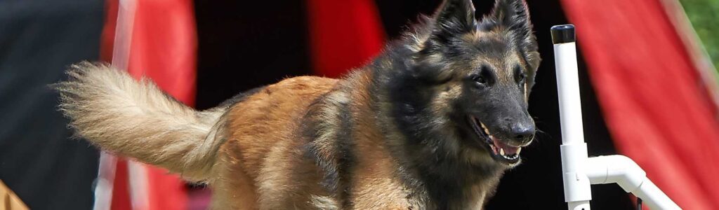 alimentation berger belge tervueren