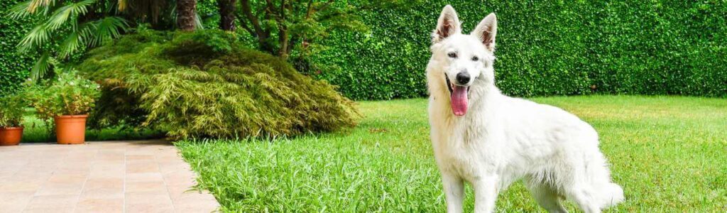 alimentation berger blanc suisse