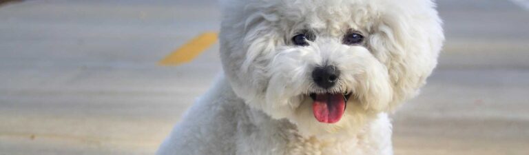 alimentation bichon frisé