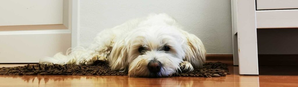 alimentation bichon maltais