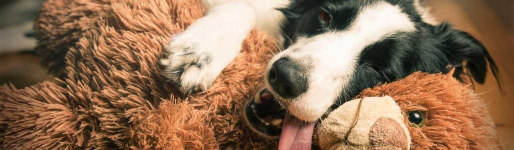 alimentation border collie