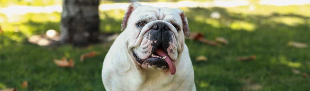 alimentation bouledogue anglais