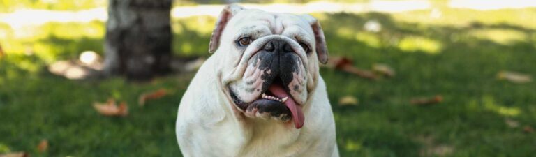 alimentation bouledogue anglais