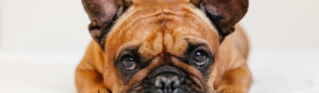 alimentation bouledogue français