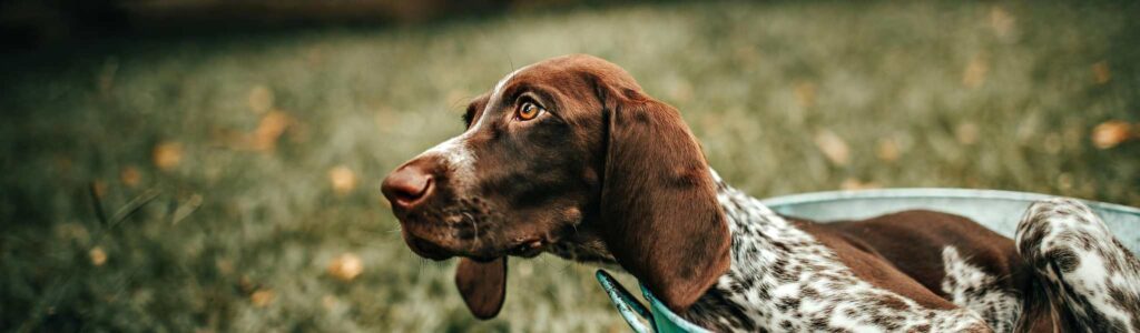 alimentation braque allemand