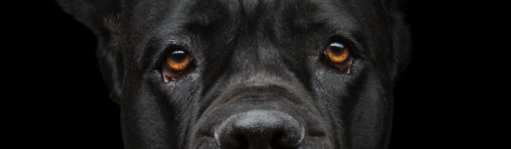 alimentation cane corso