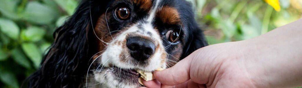 alimentation cavalier king charles