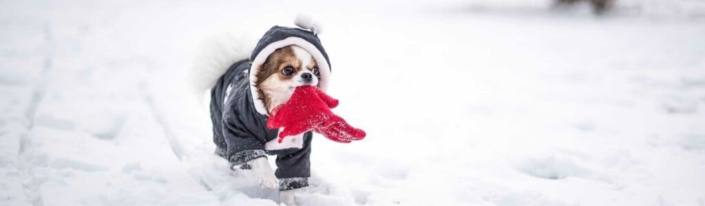 alimentation du chien en hiver