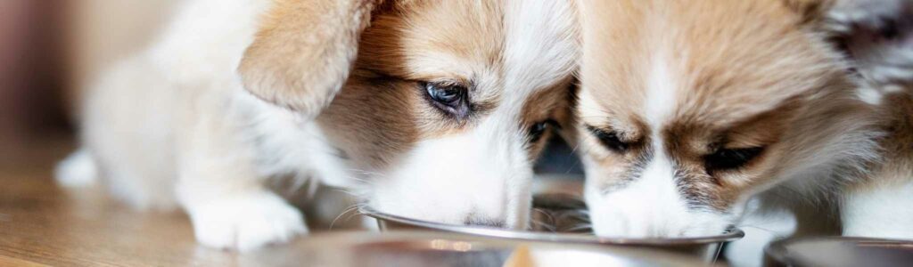 alimentation du chiot