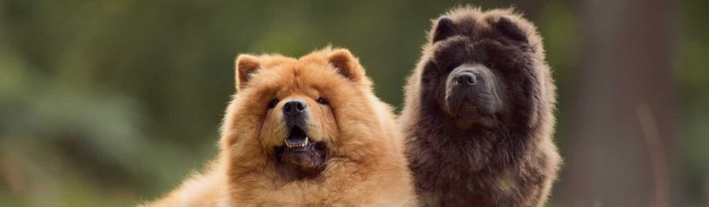 alimentation chow chow