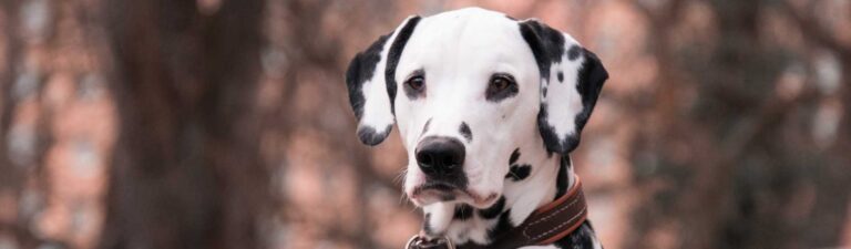 alimentation dalmatien