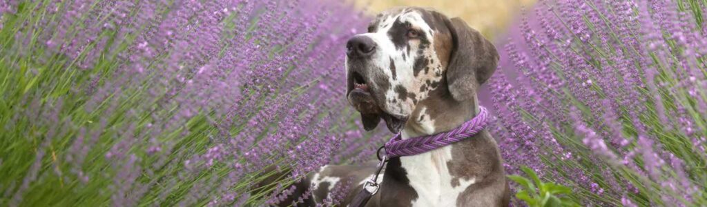 alimentation dogue allemand