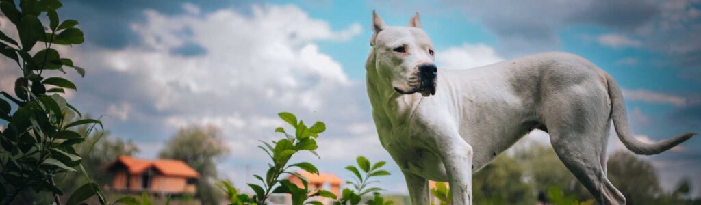 alimentation dogue argentin