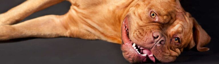 alimentation dogue de bordeaux