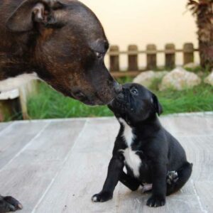 alimentation du staffie