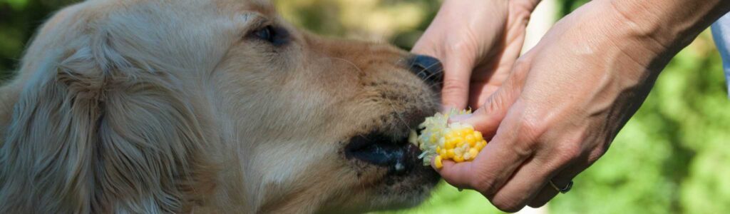 alimentation golden retriever