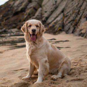 alimentation du golden retriever