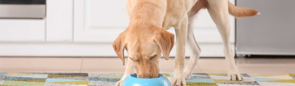 alimentation labrador