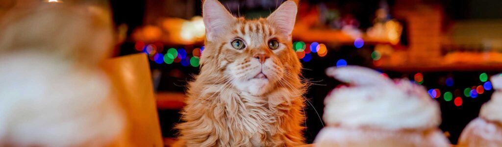 alimentation maine coon