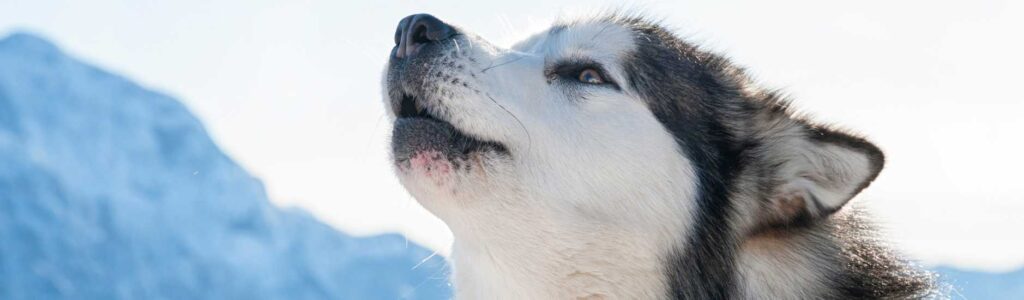 Alimentation malamute d'alaska