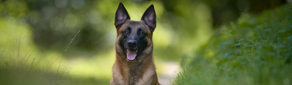 alimentation malinois