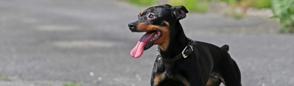 alimentation pinscher nain