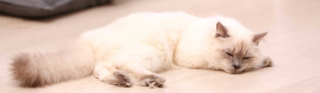 Alimentation ragdoll