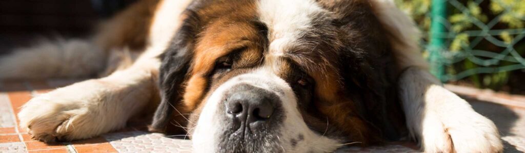 alimentation saint bernard