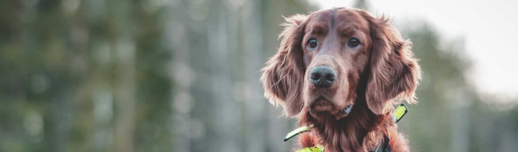 alimentation setter anglais