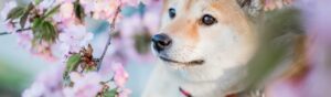 alimentation shiba inu