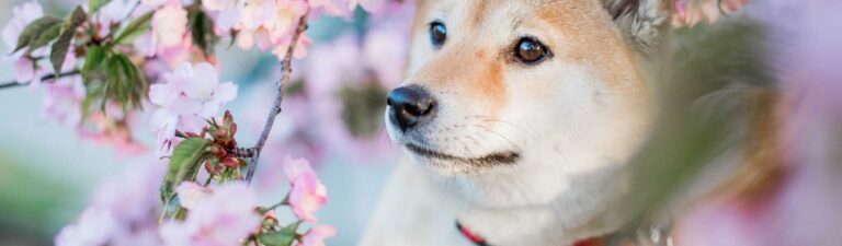 alimentation shiba inu