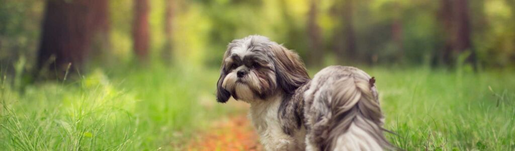 alimentation shih tzu