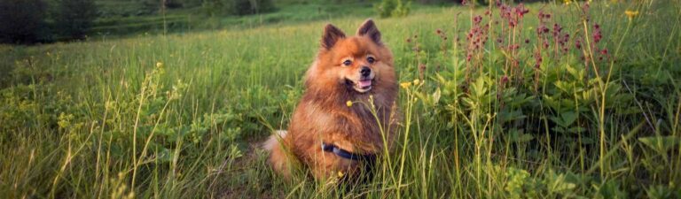 alimentation spitz allemand