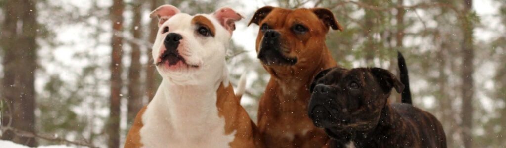 alimentation staffie